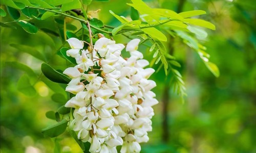 松花粉和矾的能混合吗-婴儿用的松花粉的功效与作用、松花粉和矾的区别 -婴儿矾粉松花粉网